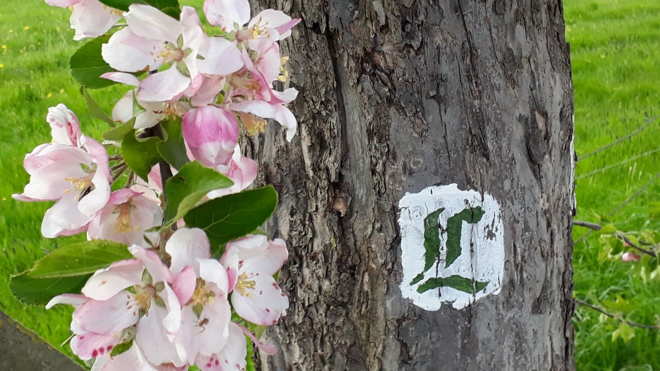 Wegweiser des Lutherwegs Sachsen, grünes „L“ auf weißem Hintergrund an einem Baum, umgeben von blühenden Kirschblüten.