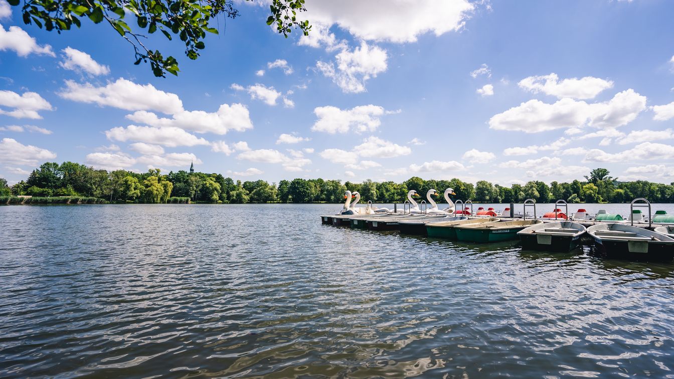Der Schwanenteich in Zwickau vom Ufer aus an einem sommerlichen Tag. Rechts sieht man einen Steg mit vielen Tretbooten.